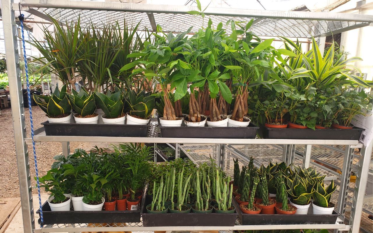 1 Mystery Plant Monthly Subscription Box (1 Month)