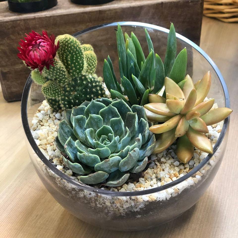 8/24 6PM SUCCULENT WORKSHOP @ NEKO KONEKO