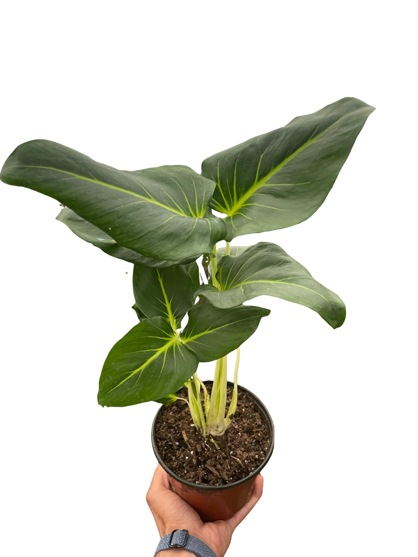 Homalomena Lindenii