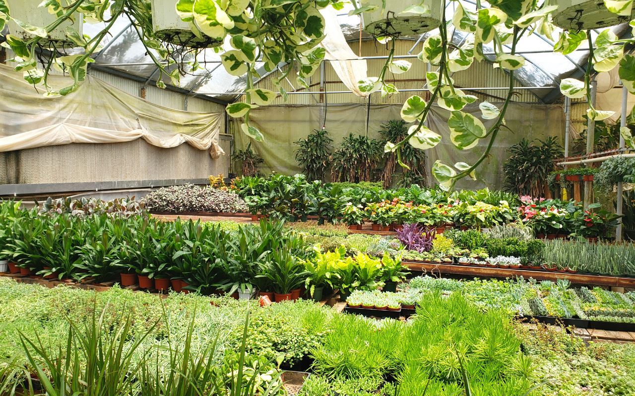 1 Mystery Plant Monthly Subscription Box (1 Month)