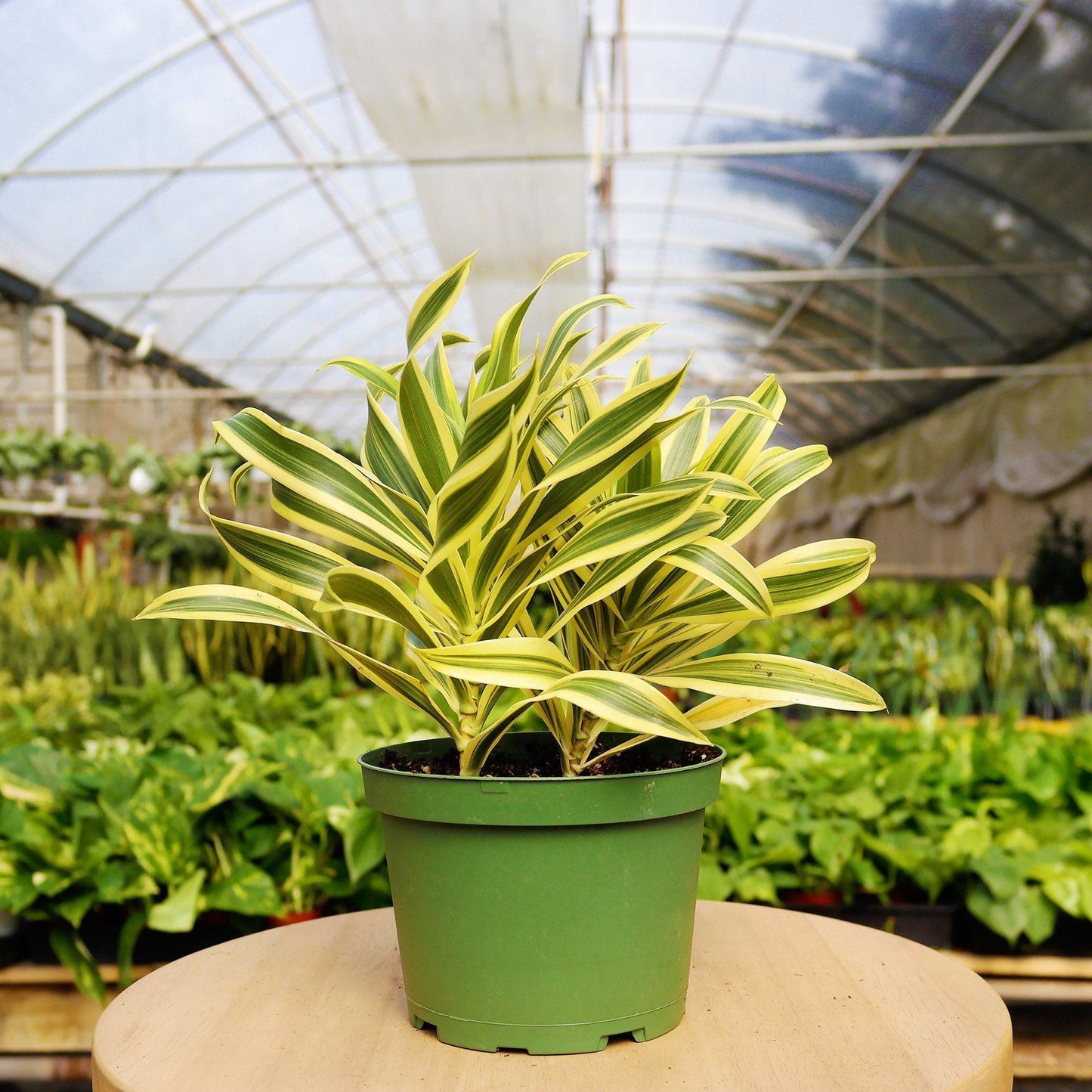 1 Mystery Plant Monthly Subscription Box (1 Month)
