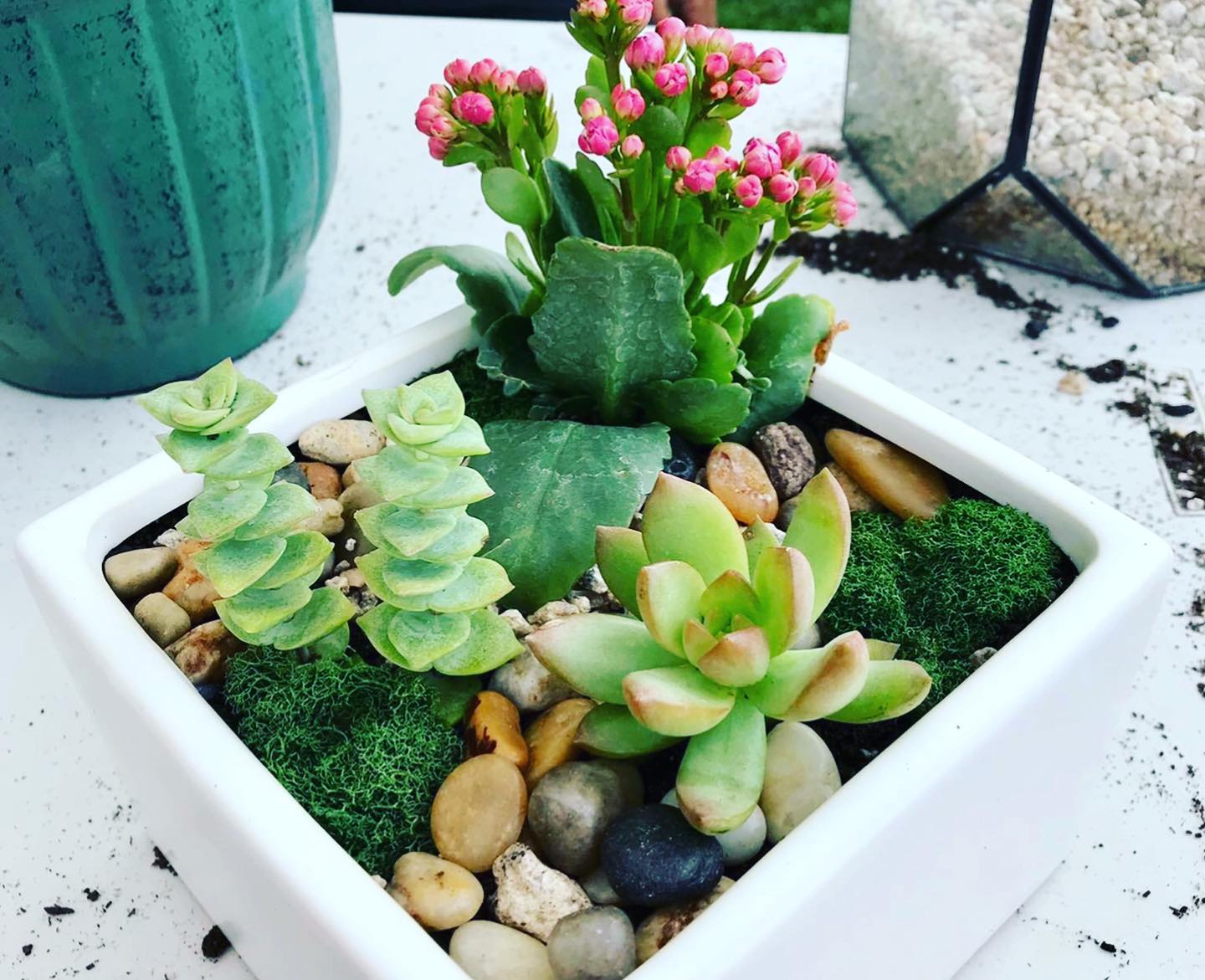 8/24 6PM SUCCULENT WORKSHOP @ NEKO KONEKO