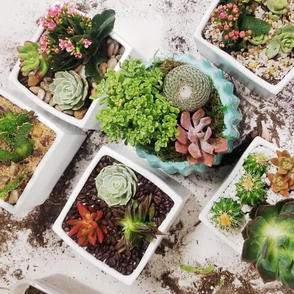 8/24 6PM SUCCULENT WORKSHOP @ NEKO KONEKO