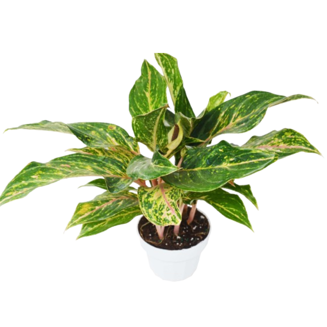 Chinese Evergreen 'Sparkling Sarah' - 6" Pot