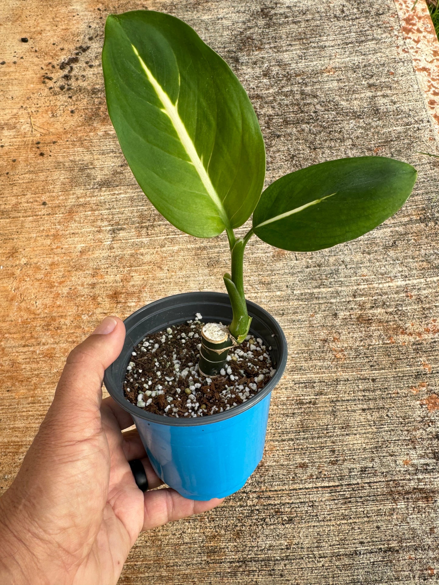 Dieffenbachia 'Green Magic'
