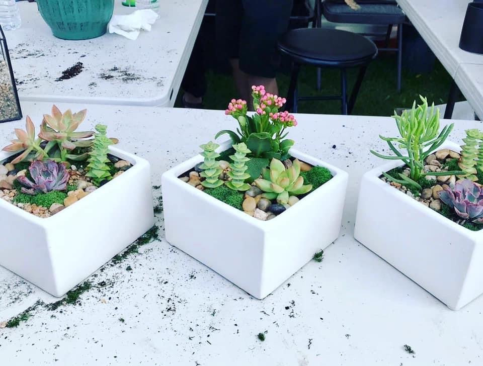 8/24 6PM SUCCULENT WORKSHOP @ NEKO KONEKO