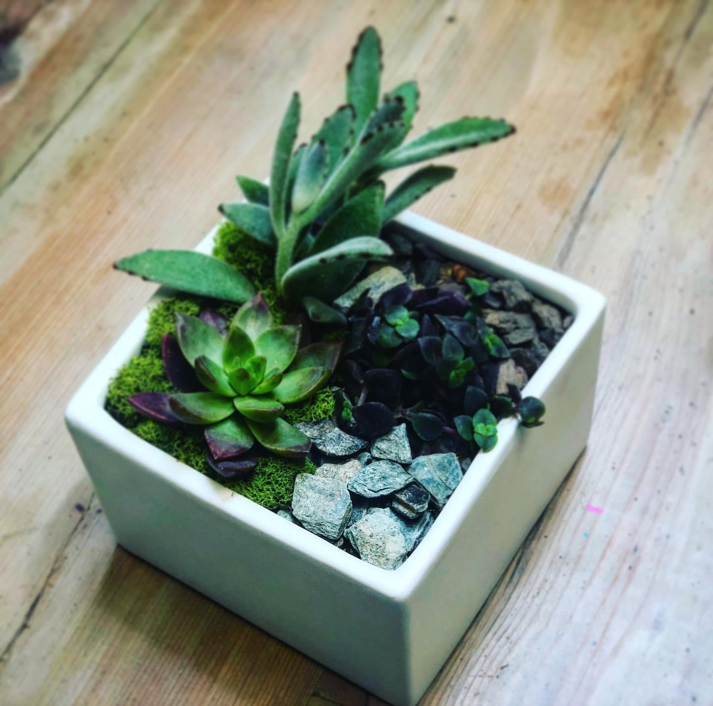 8/24 6PM SUCCULENT WORKSHOP @ NEKO KONEKO