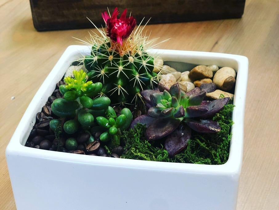 8/24 6PM SUCCULENT WORKSHOP @ NEKO KONEKO