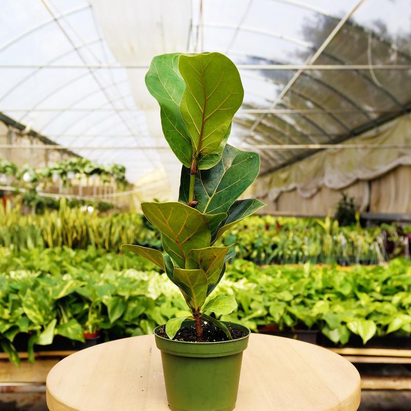 1 Mystery Plant Monthly Subscription Box (1 Month)