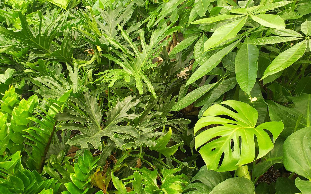 1 Mystery Plant Monthly Subscription Box (1 Month)