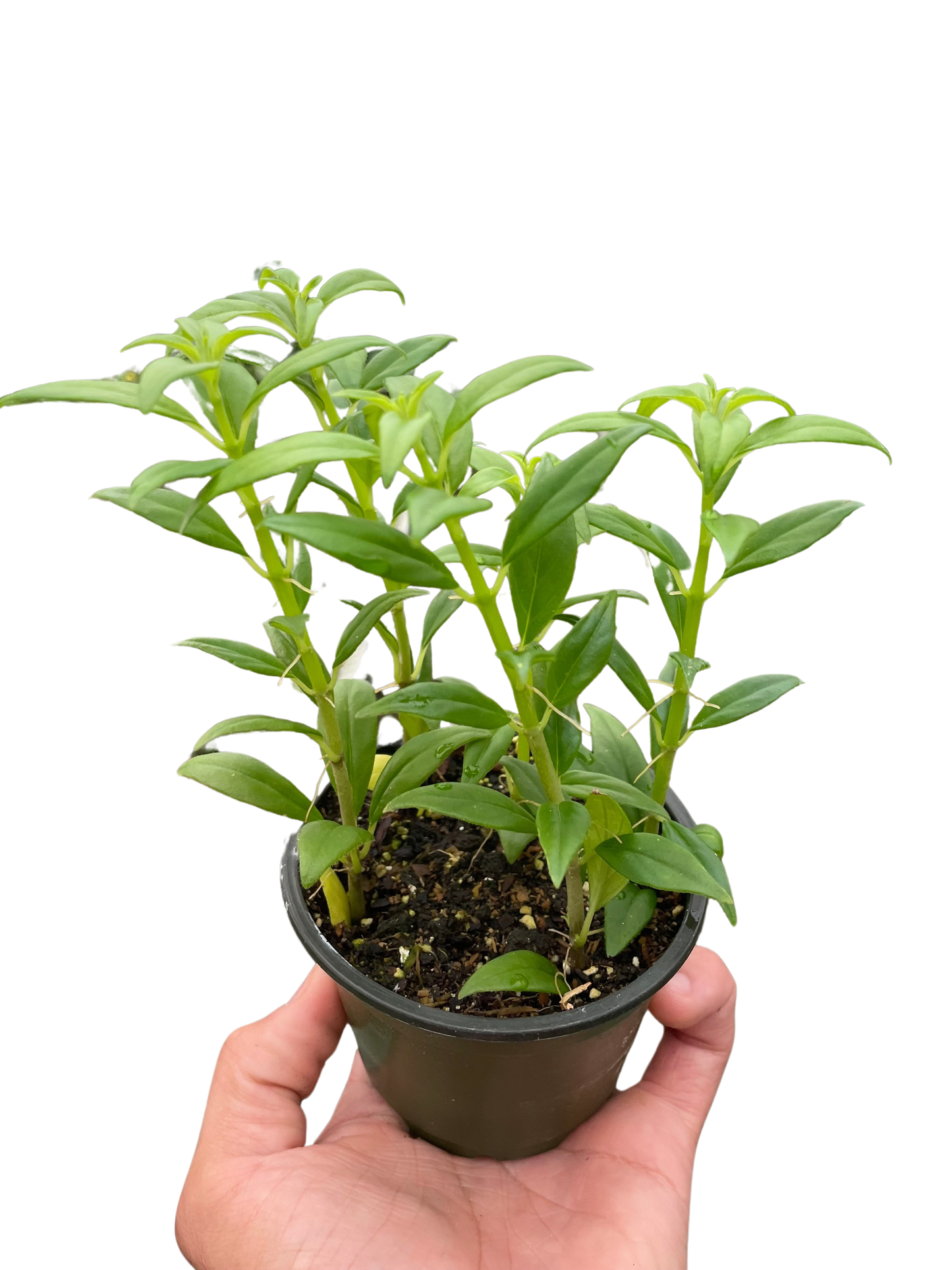 Columnea Hirta - 4" Pot