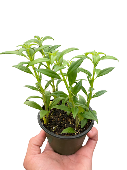 Columnea Hirta - 4" Pot