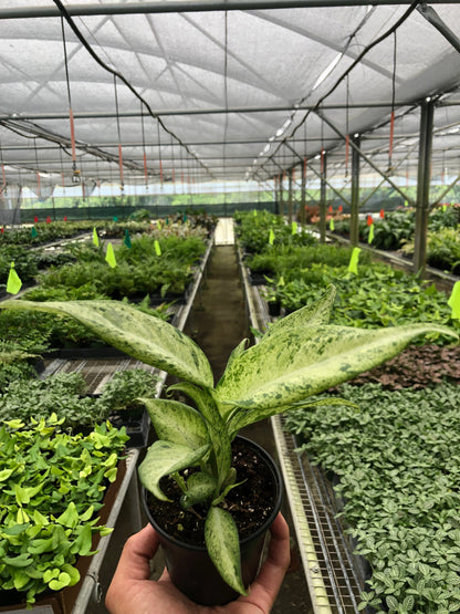 Dieffenbachia 'Camouflage'