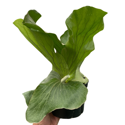 Fern 'Asparagus'