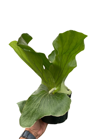 Fern 'Asparagus'