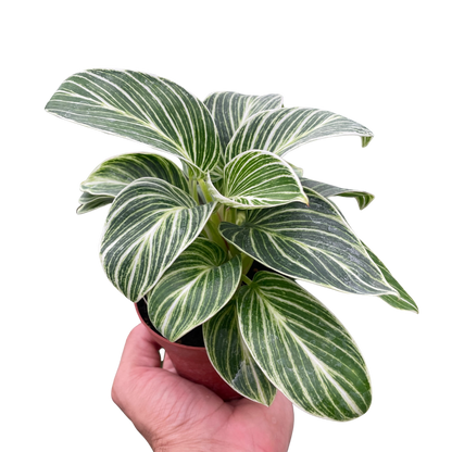 Philodendron White Measure