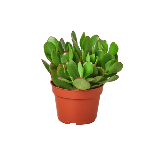 1 Succulent Monthly Subscription Box (1 Month)