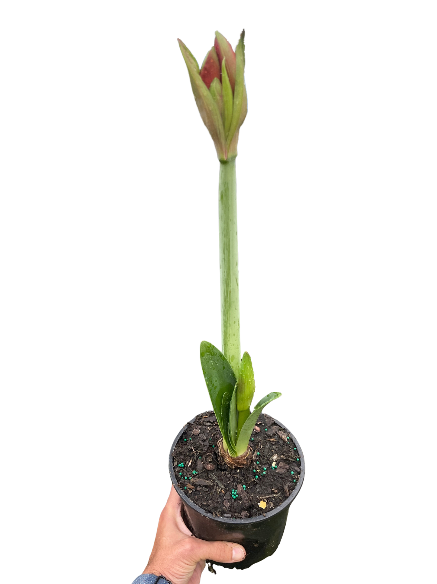 Amaryllis 'Red/White'