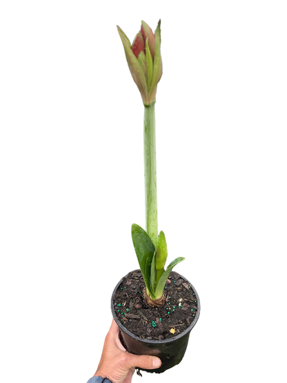 Amaryllis 'Red/White'