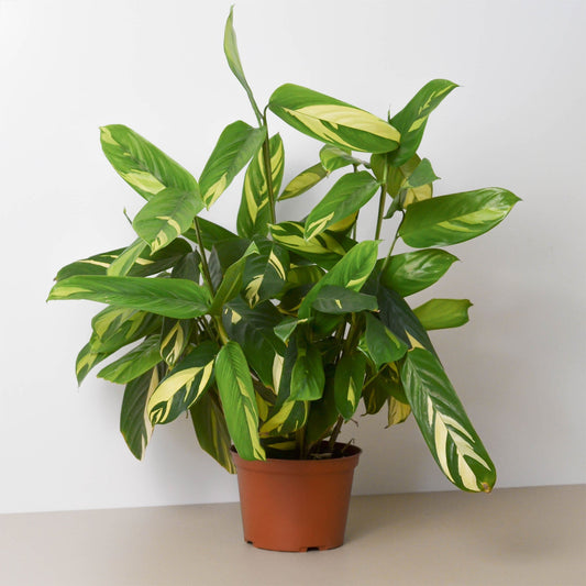 Ctenanthe Lubbersiana 'Bamburanta'