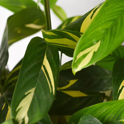 Ctenanthe Lubbersiana 'Bamburanta'