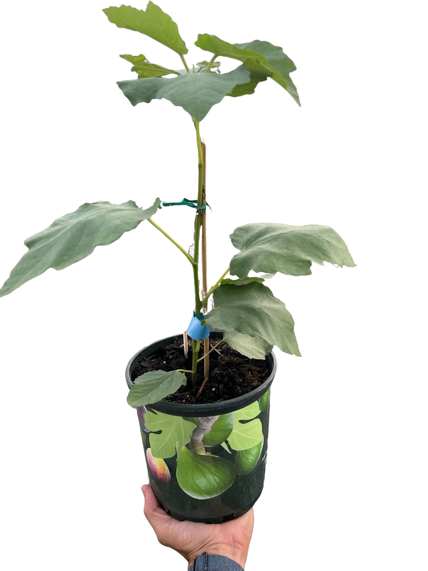 Figue Tree