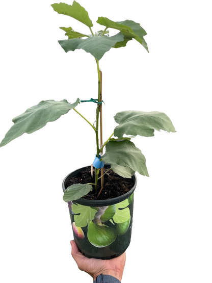 Figue Tree