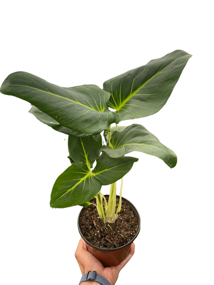 Homalomena Lindenii