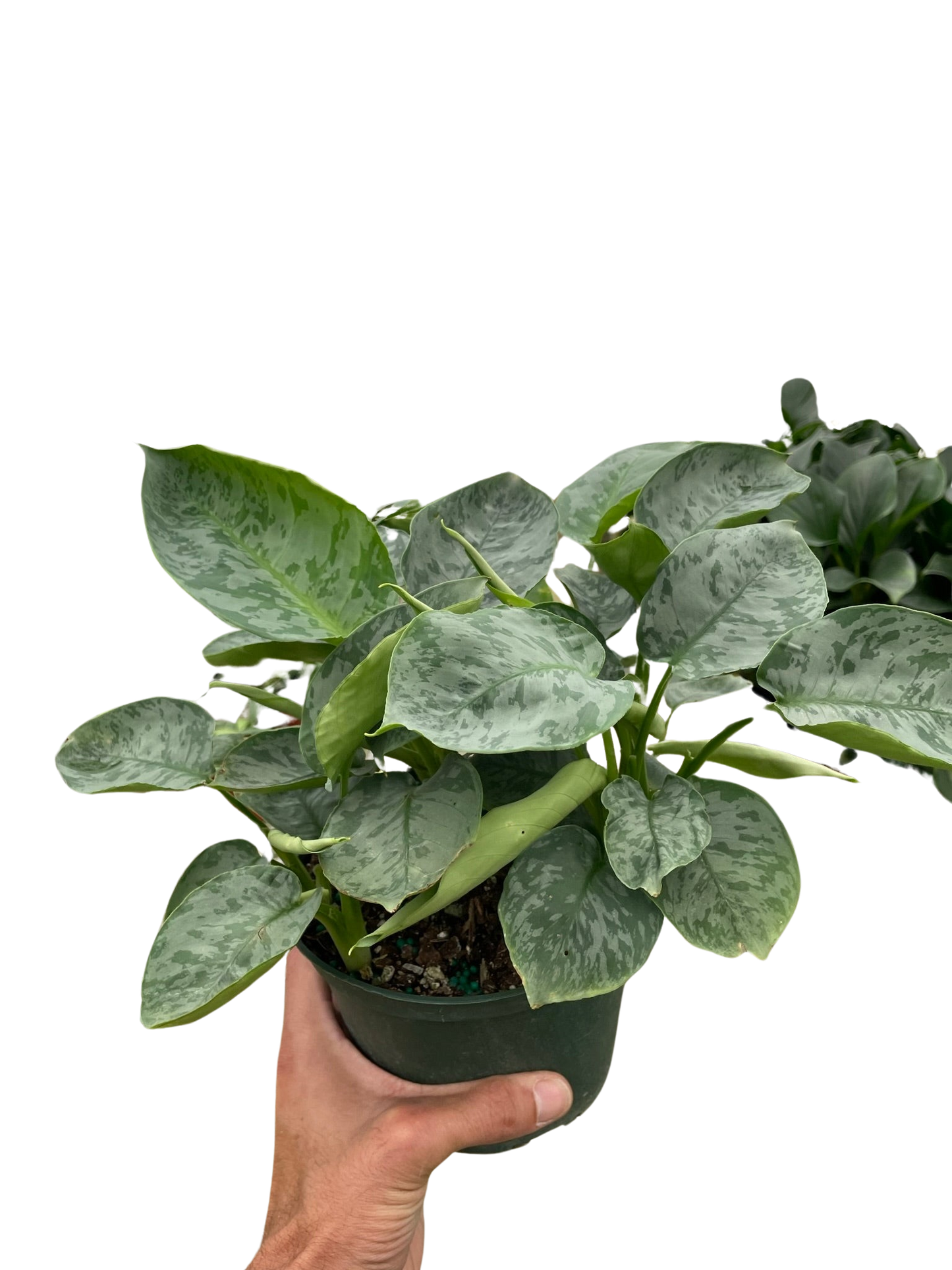 Schismatoglottis 'Sarawak'