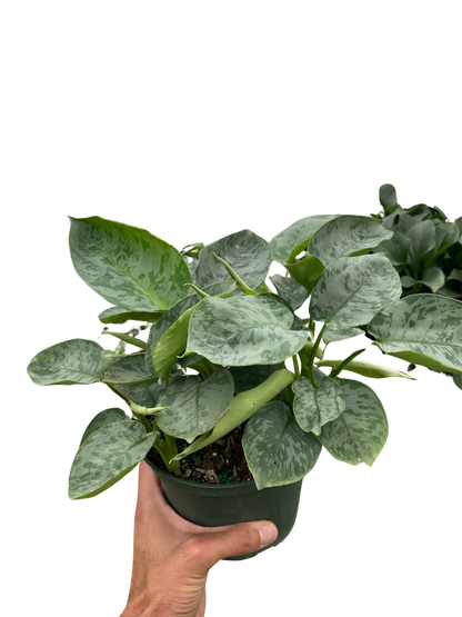 Schismatoglottis 'Sarawak'