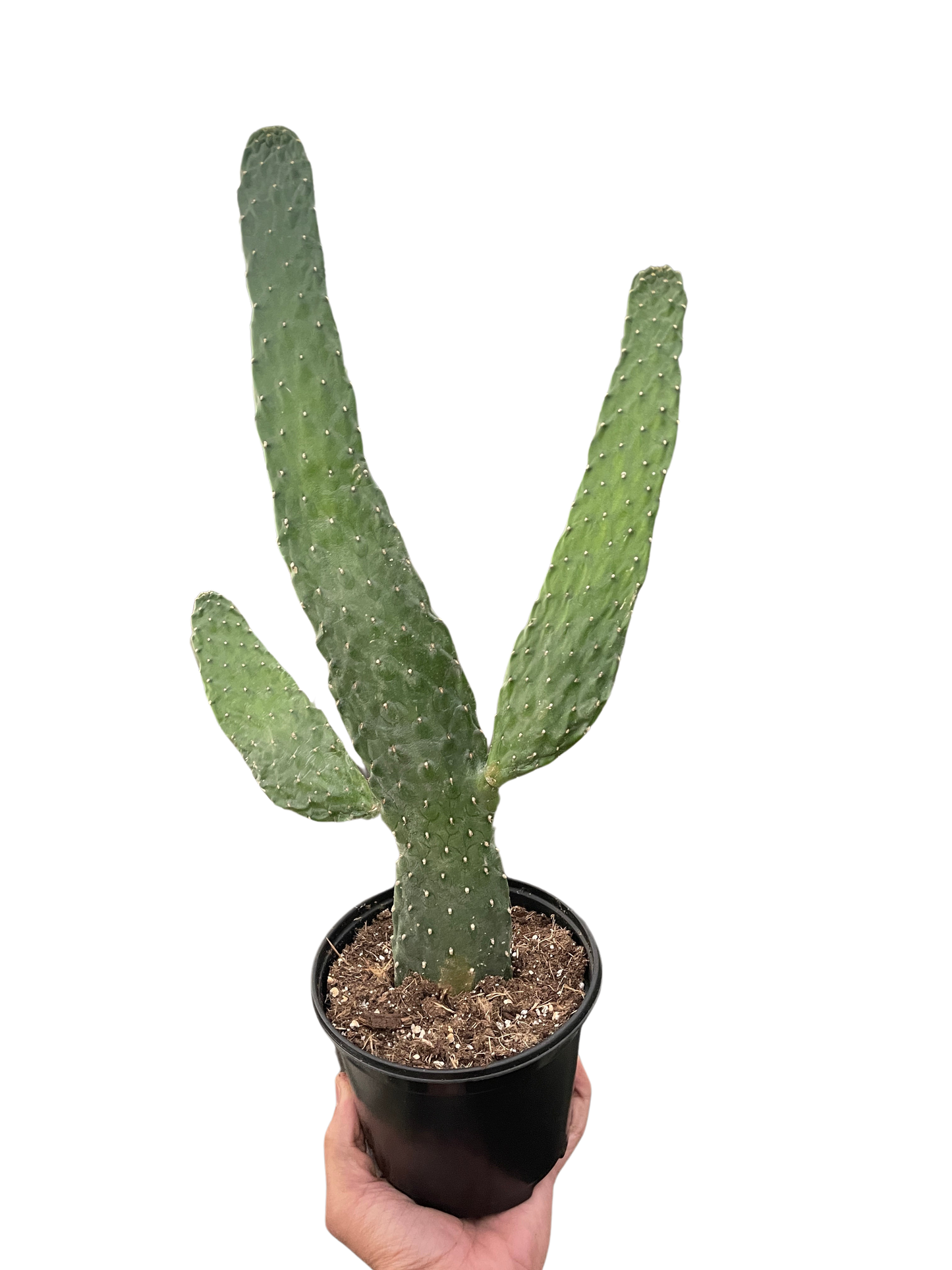 Road Kill Cactus (Consolea rubescens)