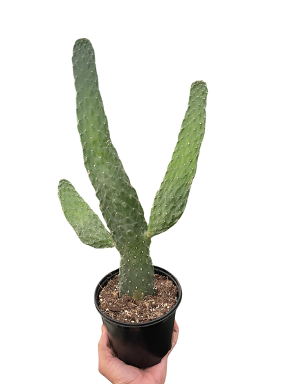 Road Kill Cactus (Consolea rubescens)