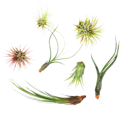 7 Air Plant Variety Pack - Tillandsias