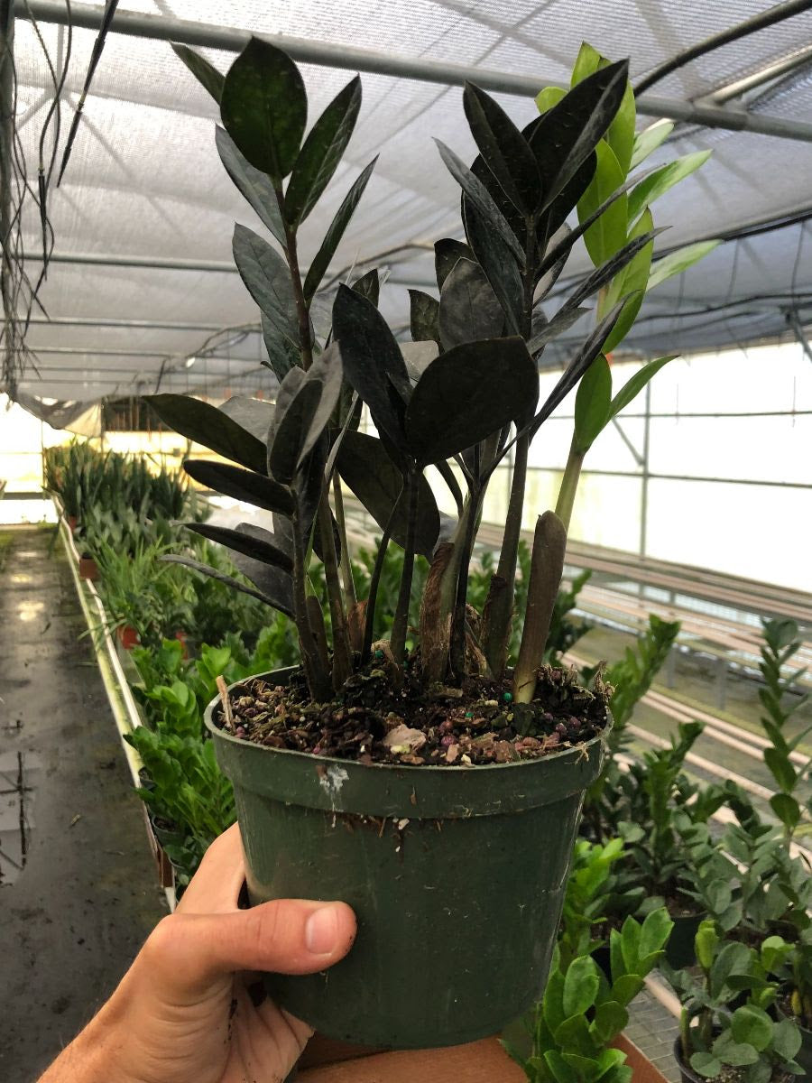ZZ Zamioculcas 'Black Queen'