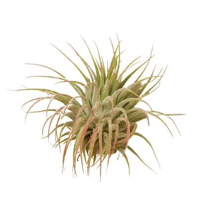 Tillandsia Air Plant Ionantha Guatemala