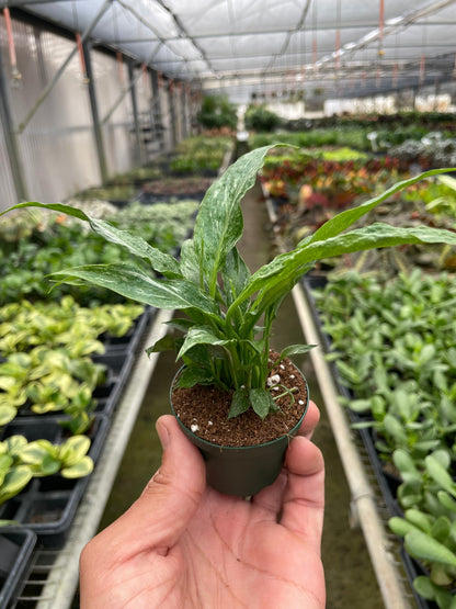 Variegated Spathiphyllum 'Domino'