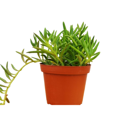 Senecio Succulent 'Fish Hooks'