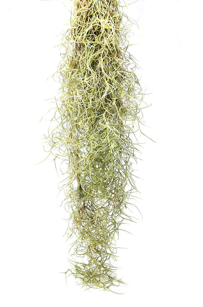 Tillandsia Air Plant Spanish Moss - 3 Pack