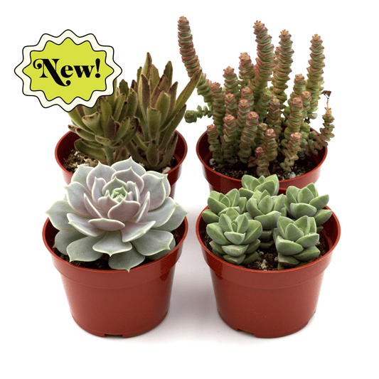 Assorted Succulent Variety 4 Inch Pots